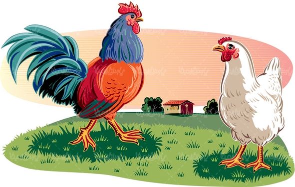 Chicken and Rooster Vector