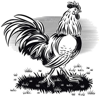 Chicken and Rooster Vector