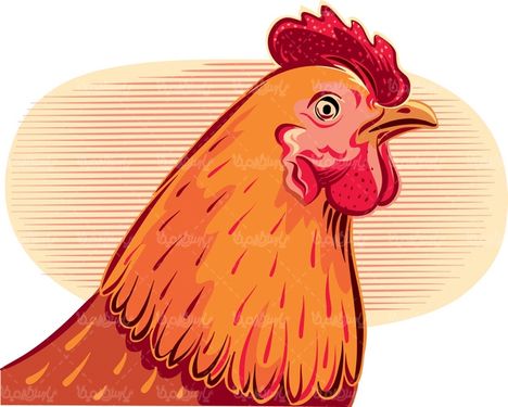 وکتور مرغ