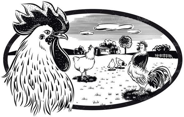 Chicken and Rooster Vector