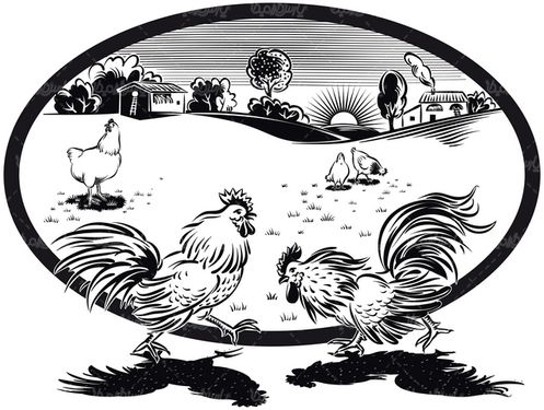 Chicken and Rooster Vector