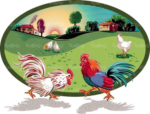 Chicken and Rooster Vector