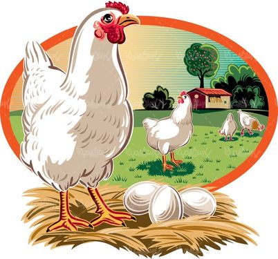 Chicken and Rooster Vector