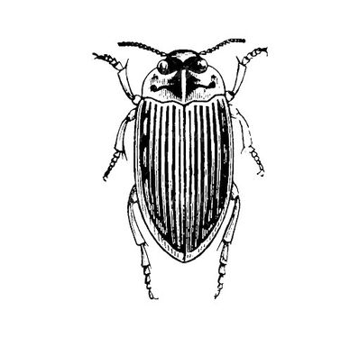 Vector Beetle
