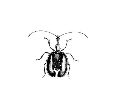 Vector Beetle