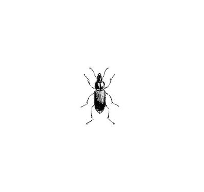 Vector Beetle