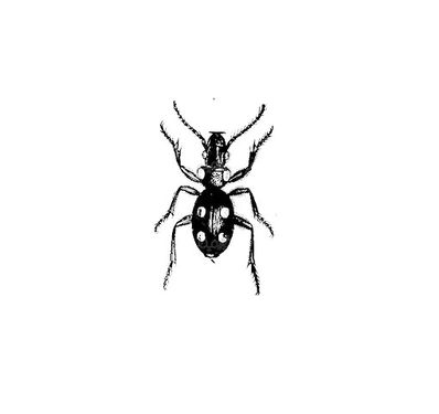Vector Beetle