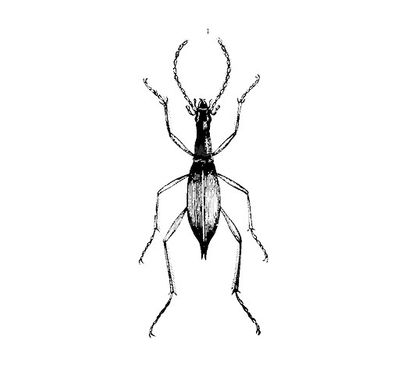 Vector Beetle