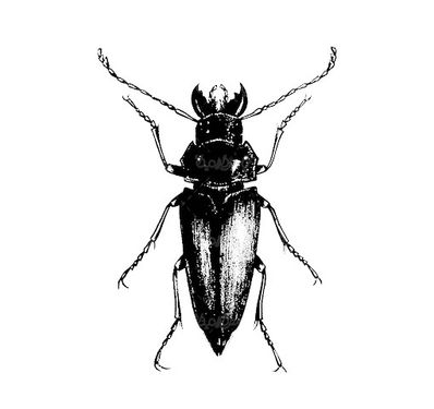 Insect Vector