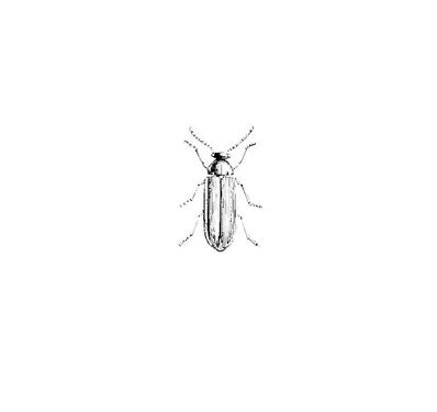Insect Vector