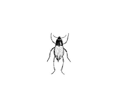 Insect Vector
