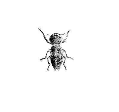 Insect Vector
