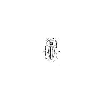 Insect Vector