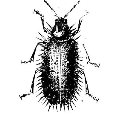 Insect Vector