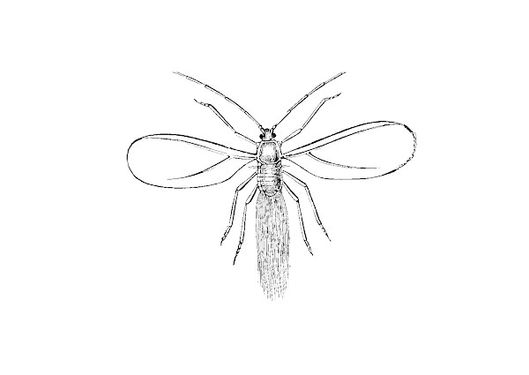 Insect Vector