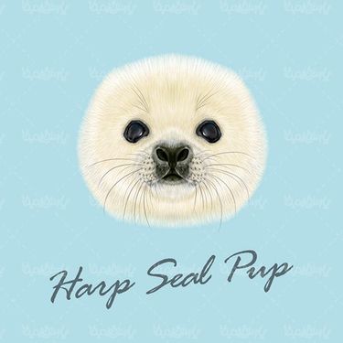harp seal vector