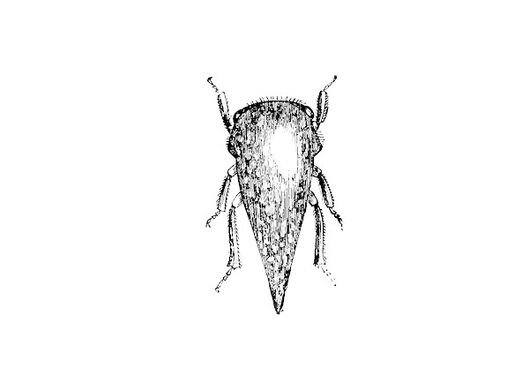Insect Vector