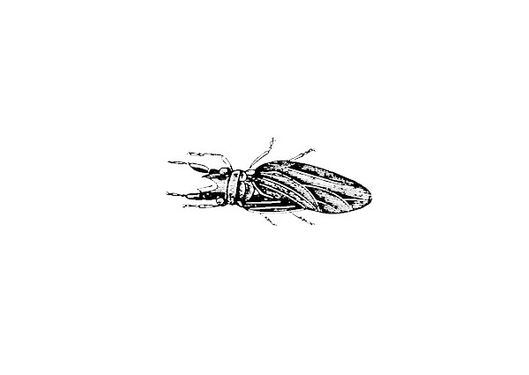 Insect Vector