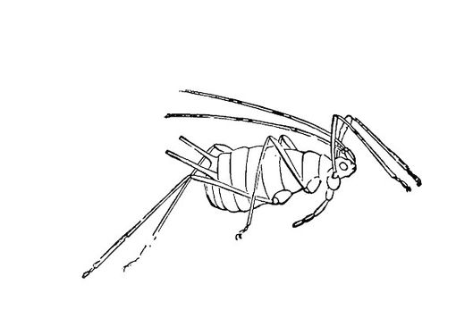 Insect Vector