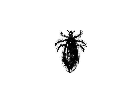 Insect Vector