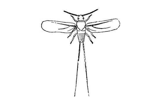 Insect Vector