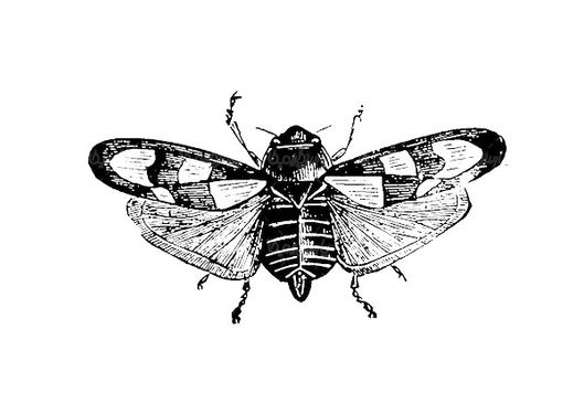 Insect Vector