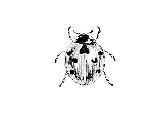 Insect Vector