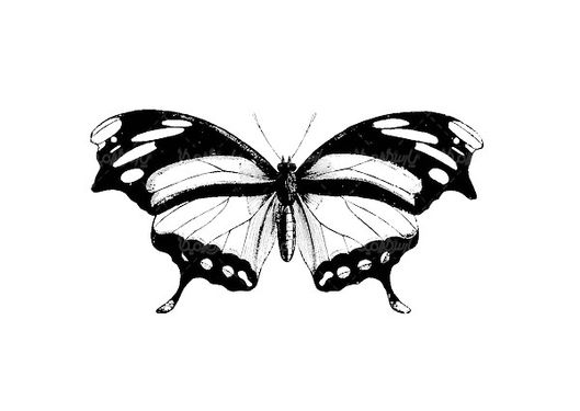 Vector Butterfly