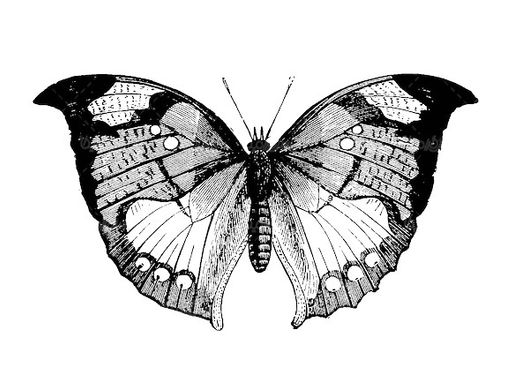Vector Butterfly