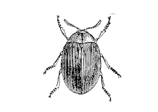 Vector Beetle