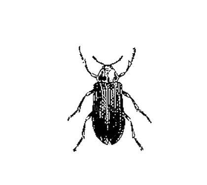 Vector Beetle