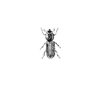 Vector Beetle