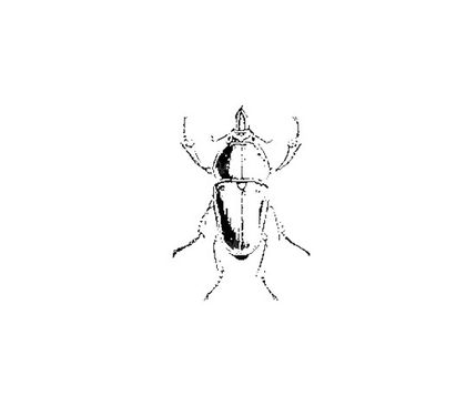 Vector Beetle