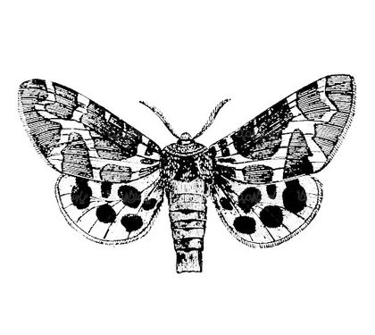 Vector Butterfly