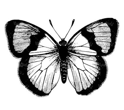 Vector Butterfly