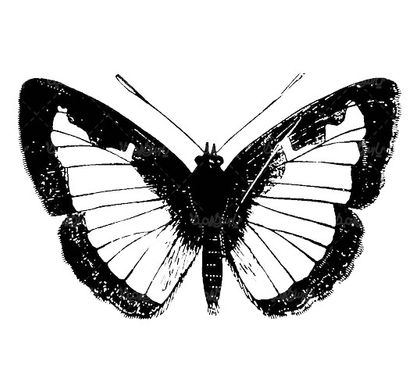 Vector Butterfly