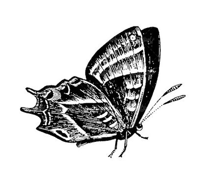 Vector Butterfly