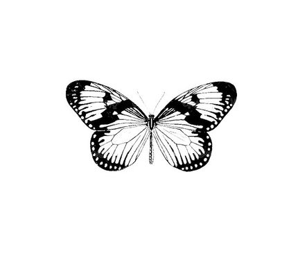 Vector Butterfly