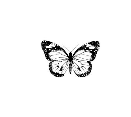 Vector Butterfly