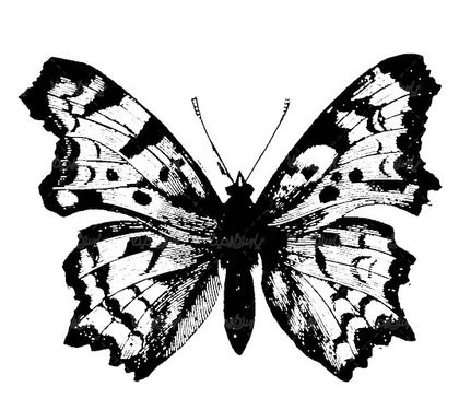 وکتور سیاه قلم پروانه