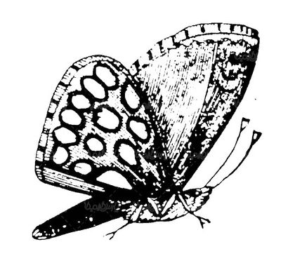 وکتور سیاه قلم پروانه