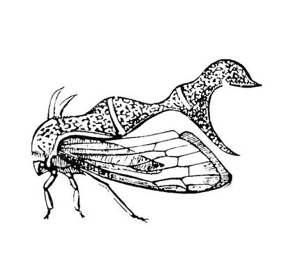 وکتور سیاه قلم پروانه