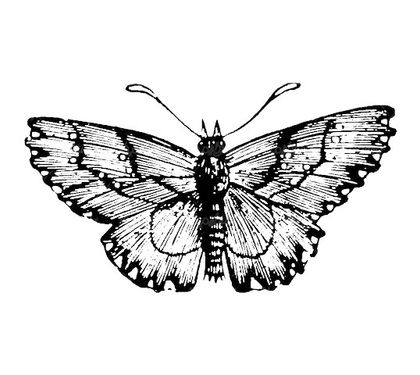 وکتور سیاه قلم پروانه