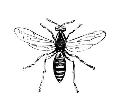 Mosquito vector