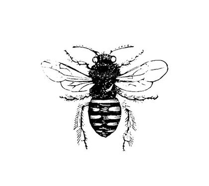 Mosquito vector