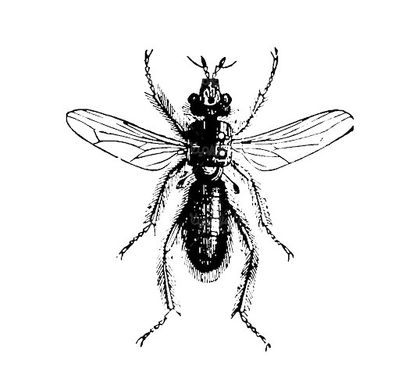 Mosquito vector