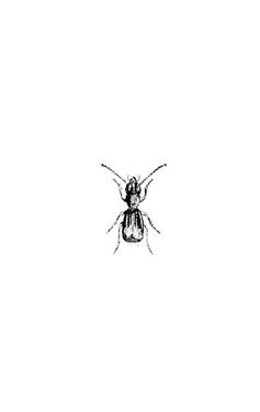Vector Beetle