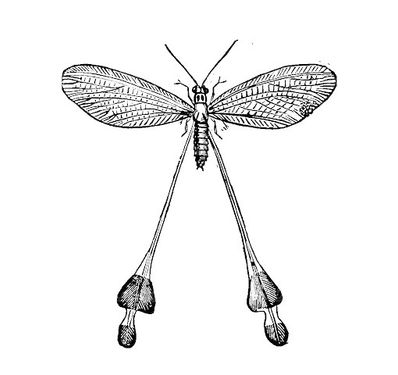 Dragonfly vector