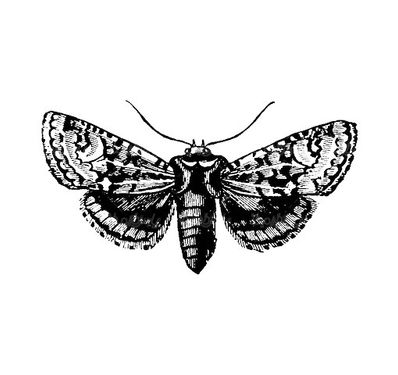 Butterfly vector