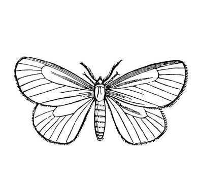 Butterfly vector